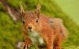 Redwings Moutain Squirrel.jpg